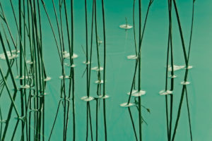 Photo of grass growing in green water to reflect peace and calmness