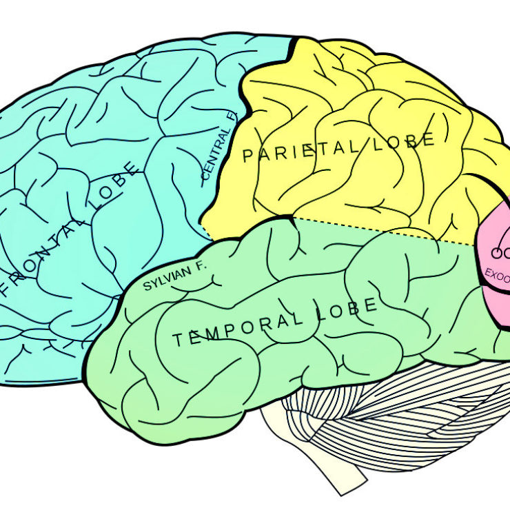 Parts of the brain by Allan Ajifo via Flickr