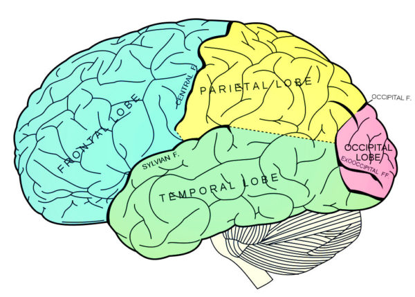 Parts of the brain by Allan Ajifo via Flickr