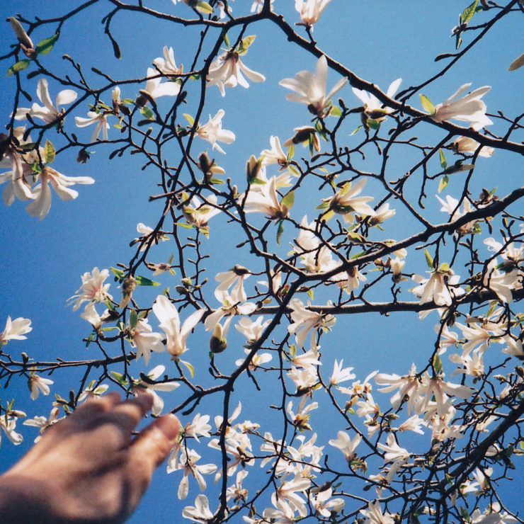 Photo of hand reaching up to touch tree with flowers by Risa Ikeda via Flickr