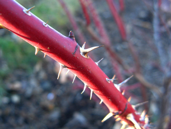 Photo of thorn by Girlguyed via Flickr
