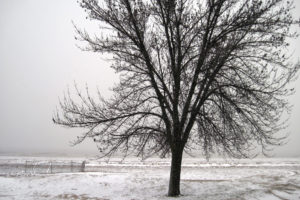 Photo of tree with no leaves in winter by Renee Mcgurk via Flickr